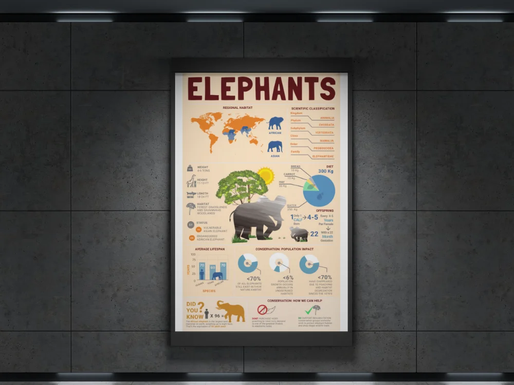 Elephants Conservation Infographic Design